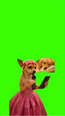 Dog/Cachorro