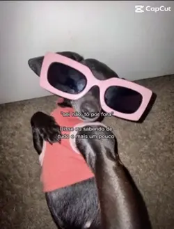 Cachorra