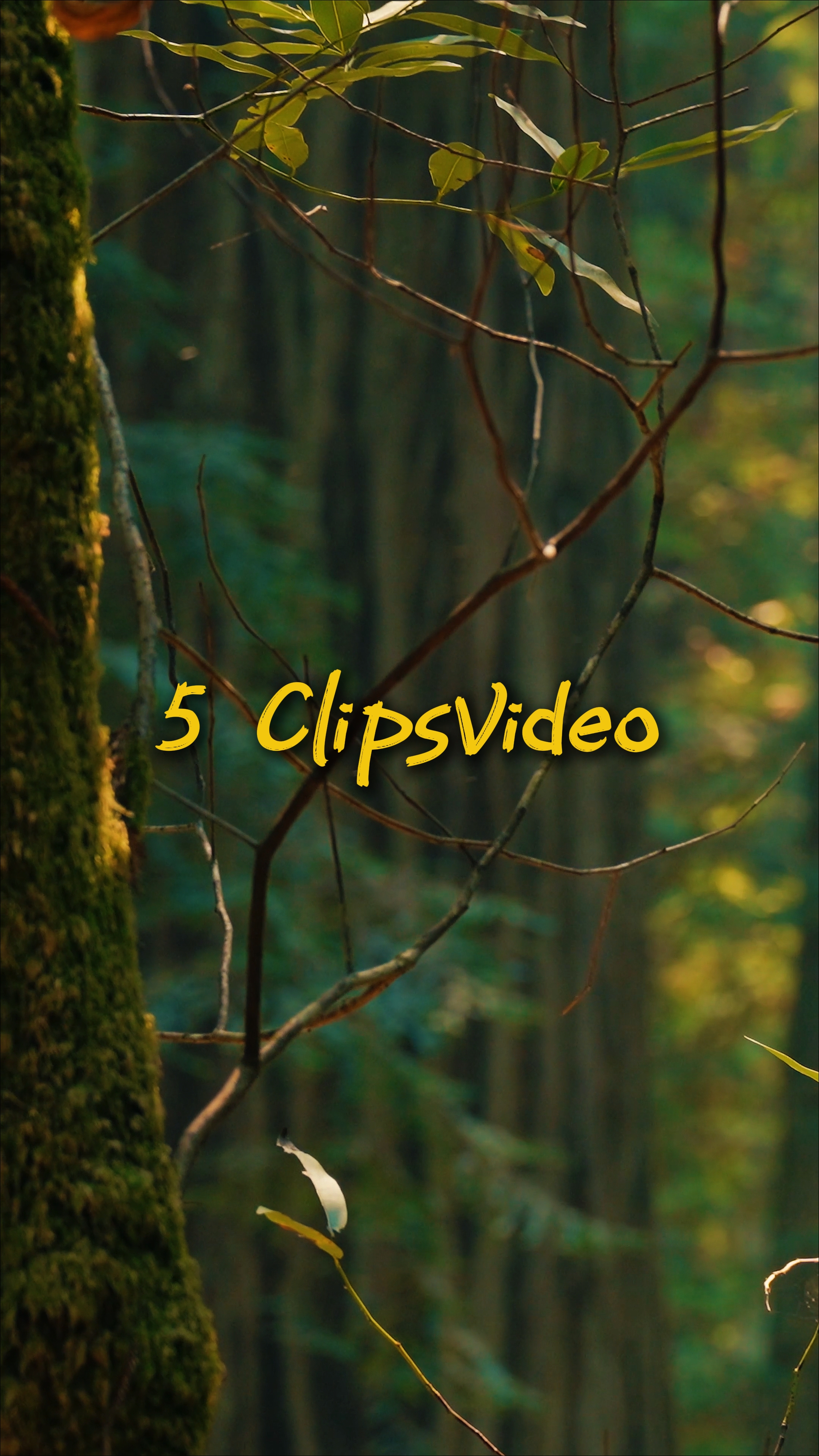 Cinematic 5 Video