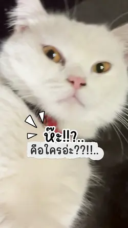 อย่านอนตื่นเช้า 😸 ห๊ะ!!