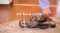 Dein Monat dein Tier