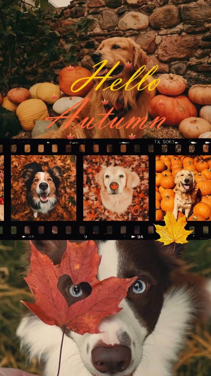 Hola Otoño - ver perros