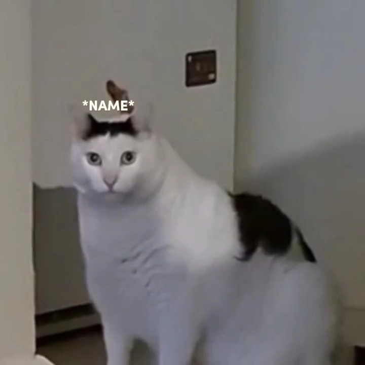 휴 고양이