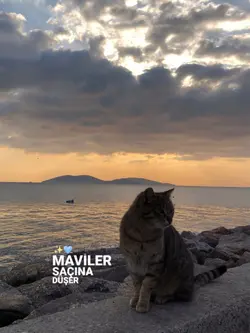 Maviler saçına düşer