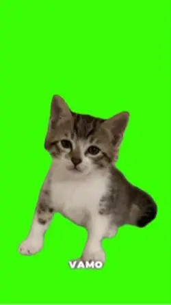 Cat/Gato