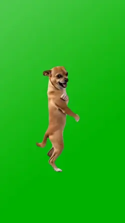 NEIGHBOR DOG SAW ME