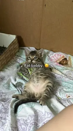 FAT BABBY