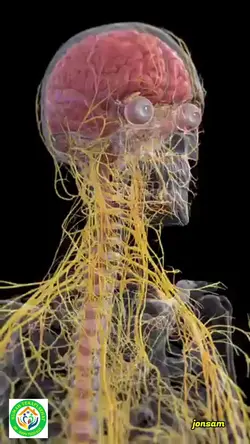 sistem Saraf Manusia