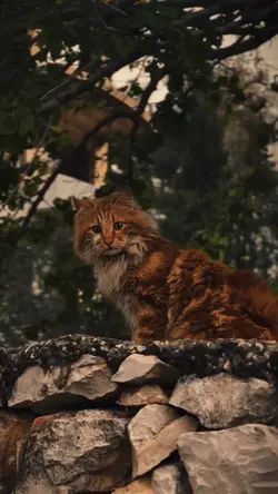 < CUTE CAT ~ ๐ฅฐ