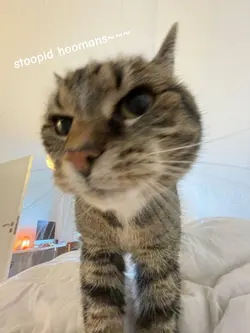 catfigh 