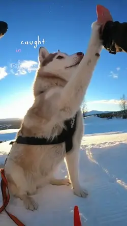 play snow with dog