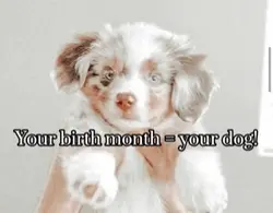 Your month=your dog
