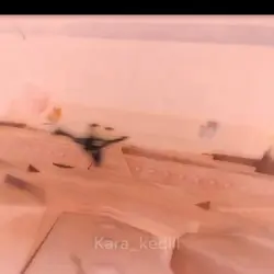 mucize uğur böceği 