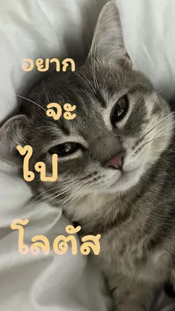 อยากจะไปโลตัส