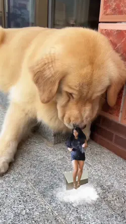 El perro