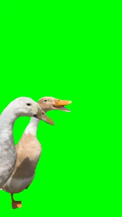 Duck Rapping