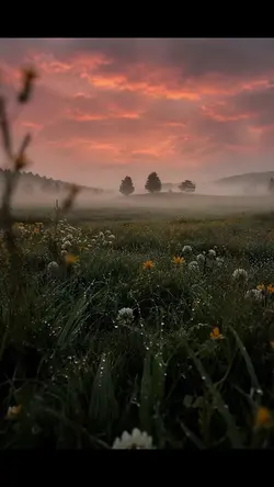 Morning Mist