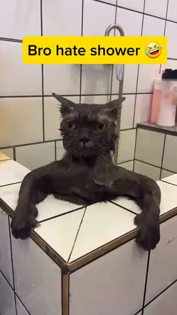 Funny cat meme video