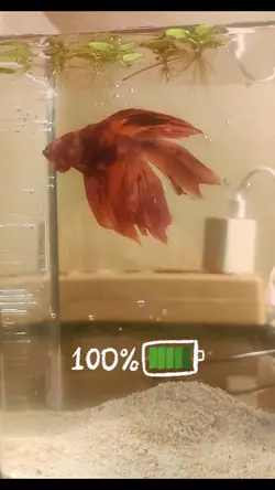 BETTA FISH