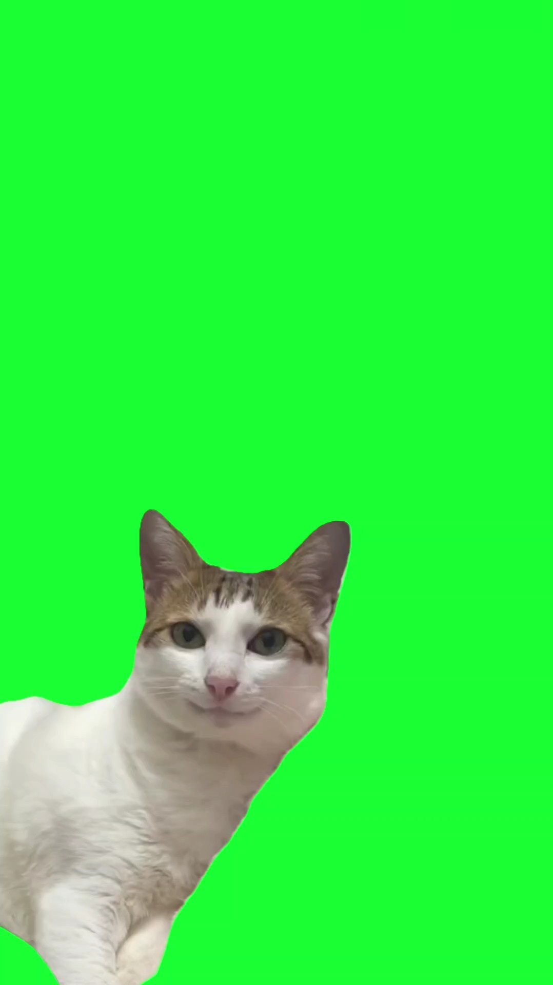 funny smilling cat