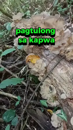 pagtulong na kusa 