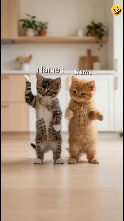 ¿Gato gracioso? 