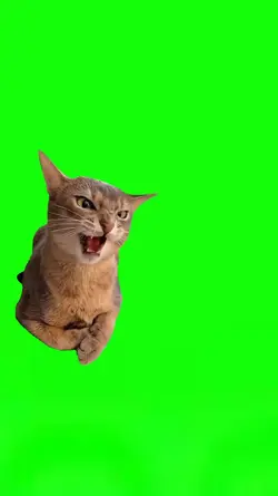 Funny Cat Meme