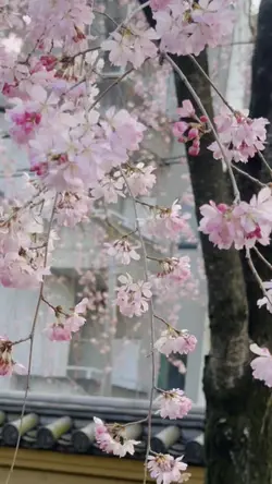 Pink Cherry