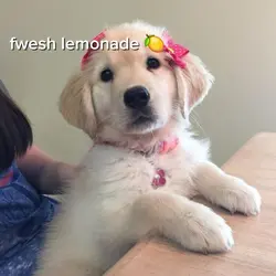 frEsh lEmOnadE