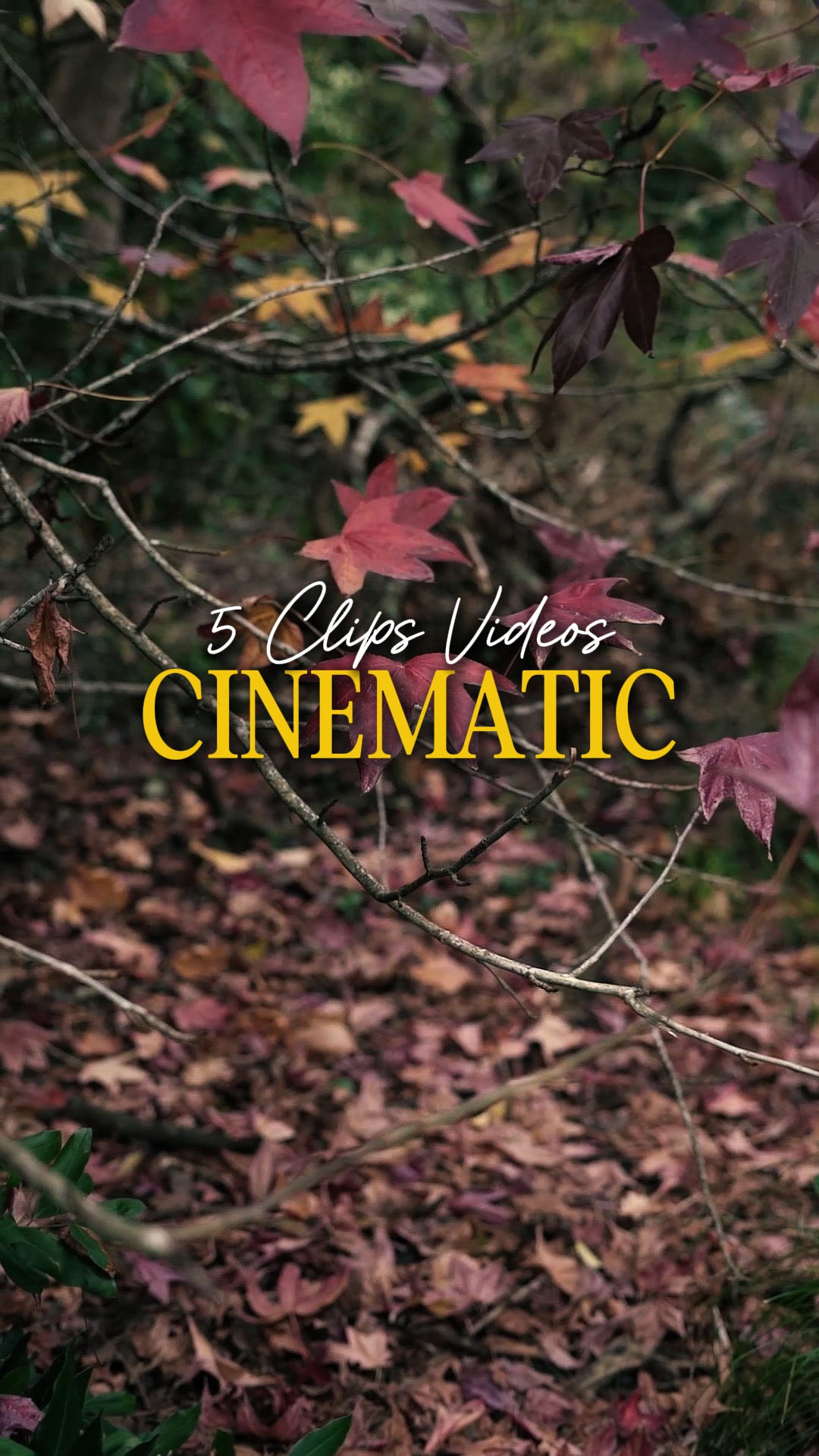 Cinematográfico 5 Vídeos