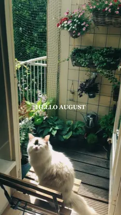 hello august