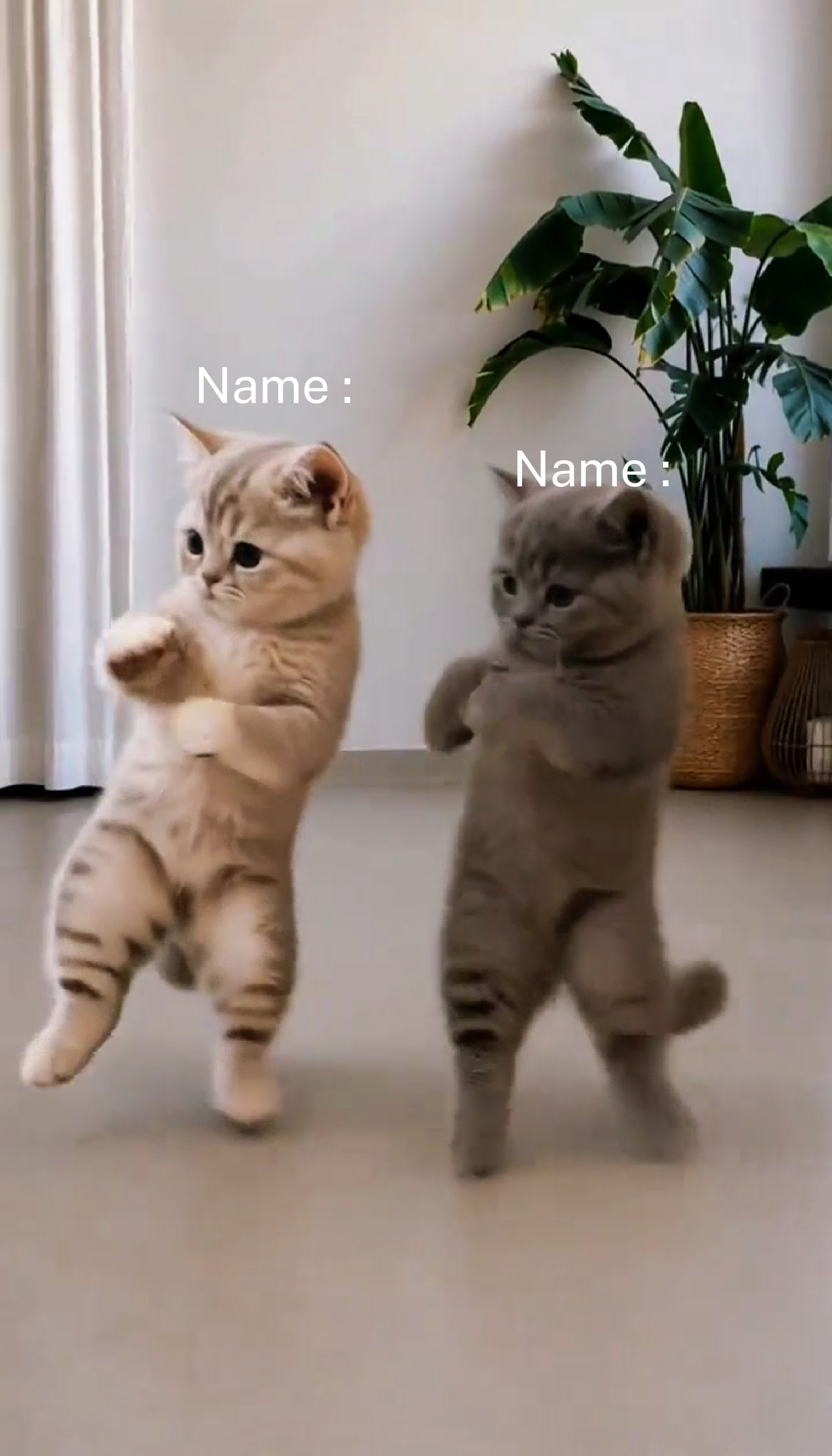 춤추는 고양이 트렌드 