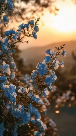Live wallpaper