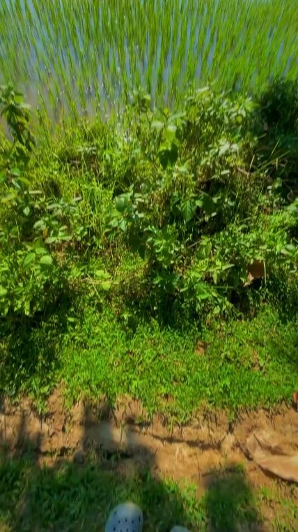 Canlı fotoğraf
