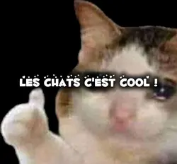 J'AIME LES CHAAAAATS