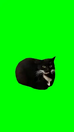 The Cat Dancing