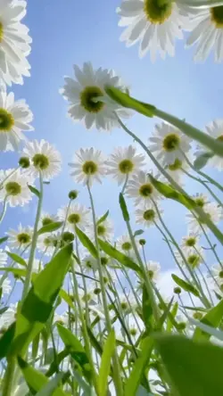 don't worry be happy