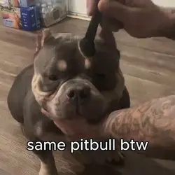 same pitbull btw