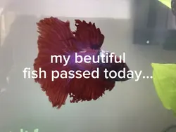 my fish 💔 