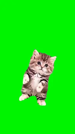 cute cat