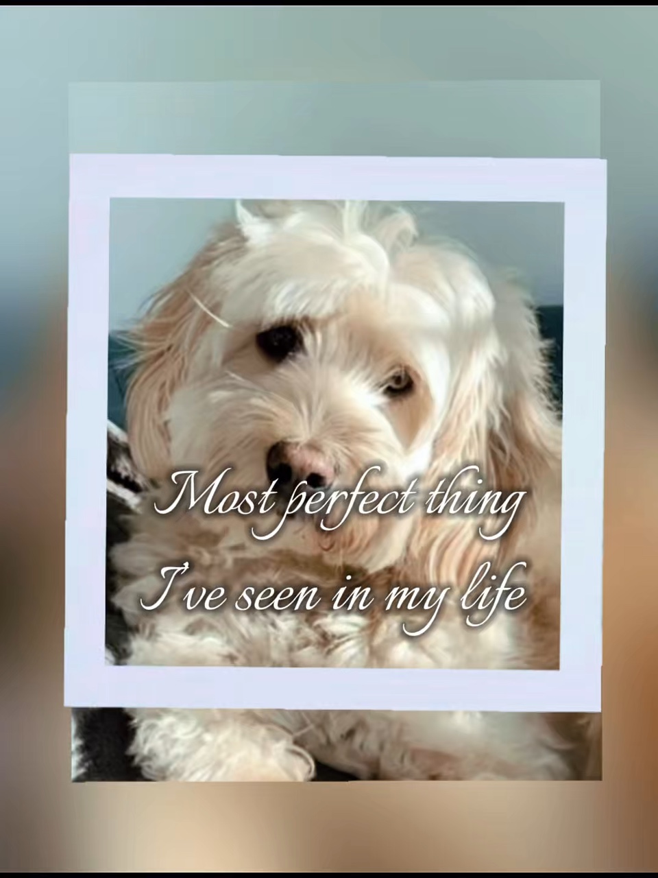 Pet Template