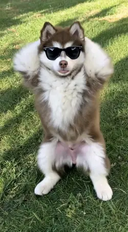 Pet dance AI