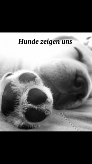 Hunde 💞