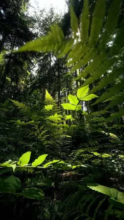 cinematic nature