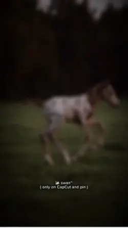 a spicy foal 😍🤞🏼