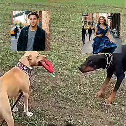 dog tending 