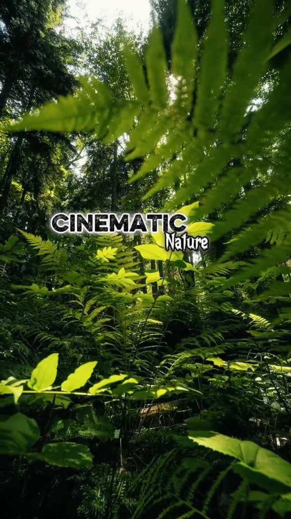 Cinematic 6 Clips 