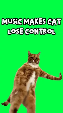 FUNNY CAT MEME
