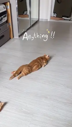 Lazy cat
