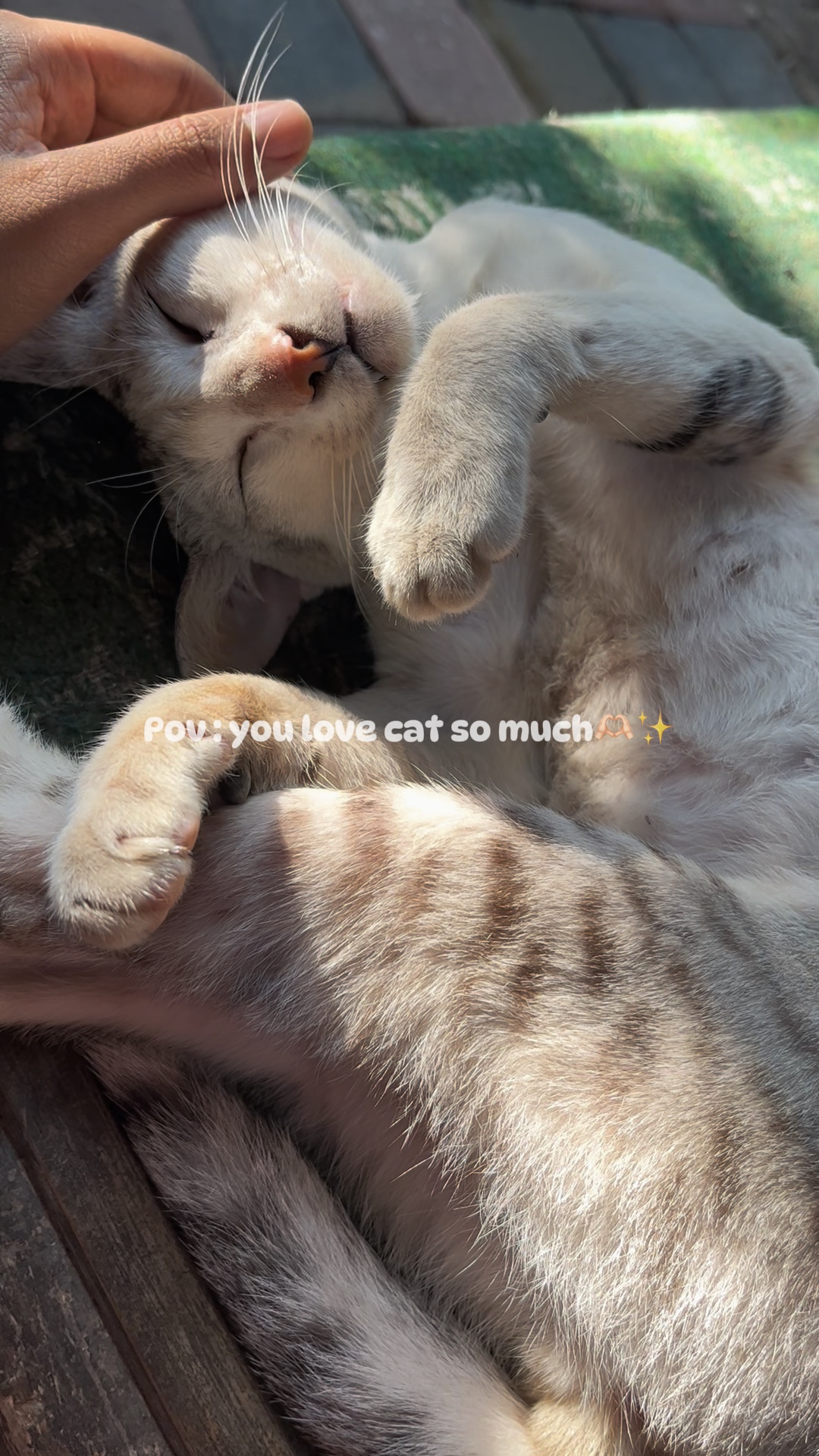 amoureux des chats
